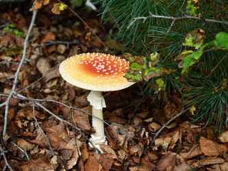 Similar image 21561294