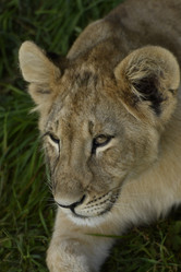 Similar image 21563270