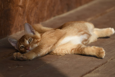 Similar image 21564126