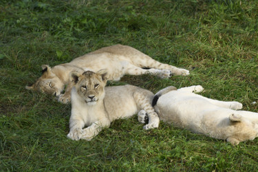 Similar image 21564108