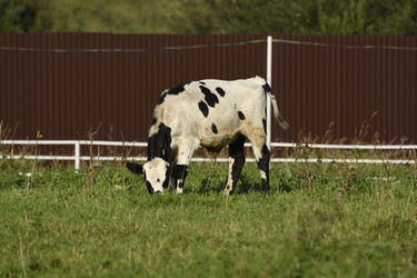 Similar image 21564134