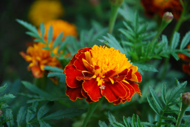 Similar image 21608681