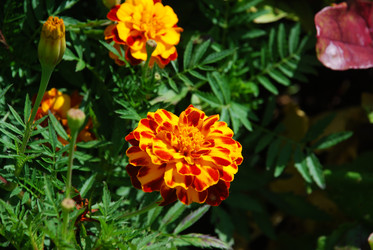 Similar image 21608690