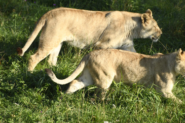 Similar image 21564145