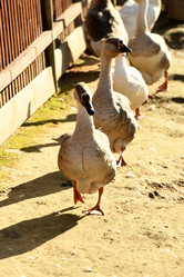 Similar image 21564146