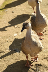 Similar image 21564147