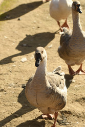 Similar image 21564148