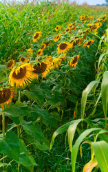 Similar image 21609084