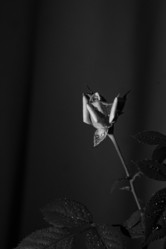 Similar image 21608484