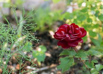 Similar image 21608987