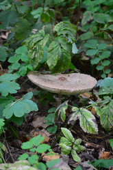 Similar image 21611223