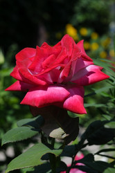 Similar image 21626537