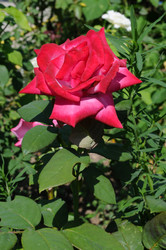 Similar image 21626538