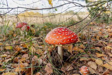 Similar image 21626564