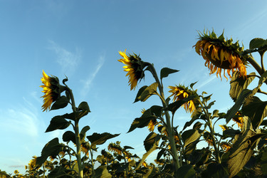 Similar image 21626477