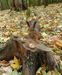 Similar image 21626489