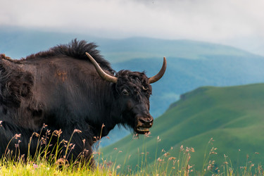 Similar image 21627784