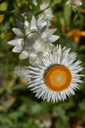 Similar image 21628070