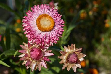 Similar image 21628075