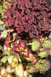 Similar image 21630543