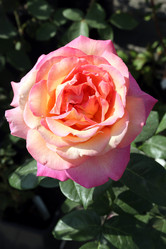 Similar image 21630544