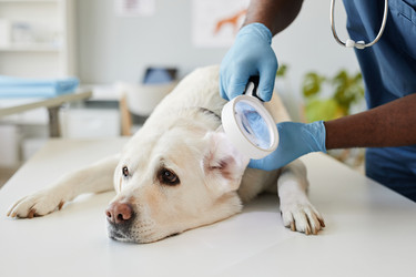 Similar image 21584525