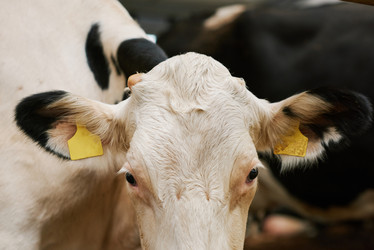 Similar image 21603215