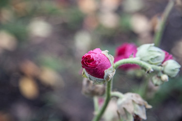 Similar image 21635279