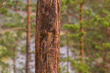 Similar image 21655181