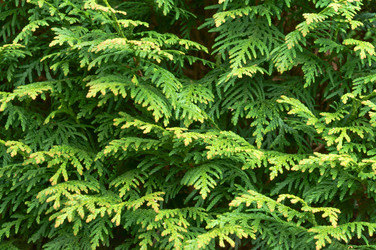 Similar image 21645776