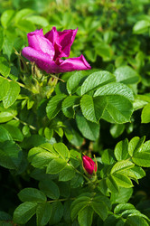 Similar image 21645183