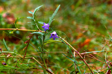 Similar image 21645187