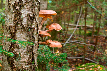 Similar image 21645200