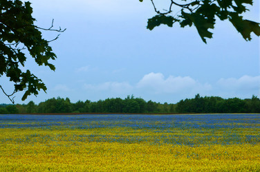 Similar image 21645862