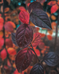 Similar image 21633616