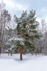 Similar image 21631944