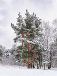 Similar image 21631945