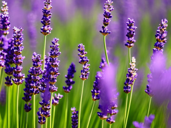 Similar image 21632325