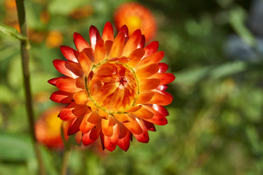 Similar image 21631727