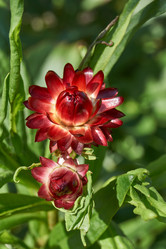 Similar image 21631732