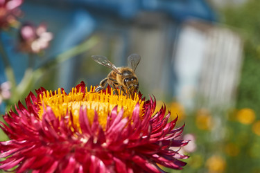 Similar image 21631736