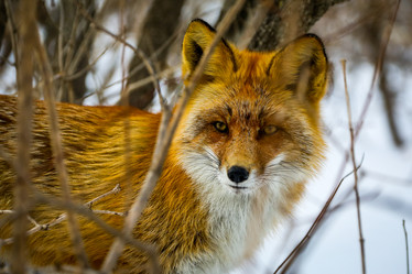 Similar image 21632930