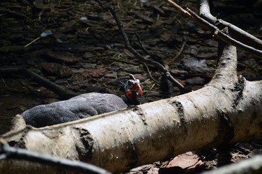 Similar image 21631769