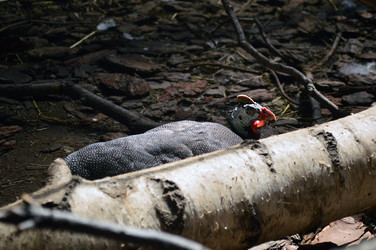 Similar image 21631770