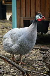 Similar image 21631772