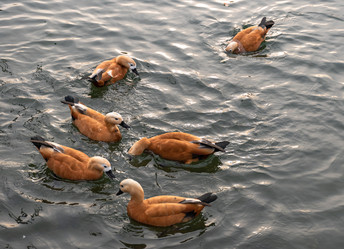 Similar image 21632775