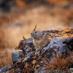 Similar image 21633742