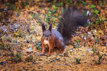 Similar image 21633744