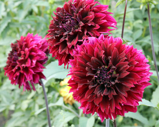 Similar image 21634266