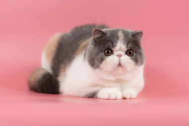 Similar image 21635141